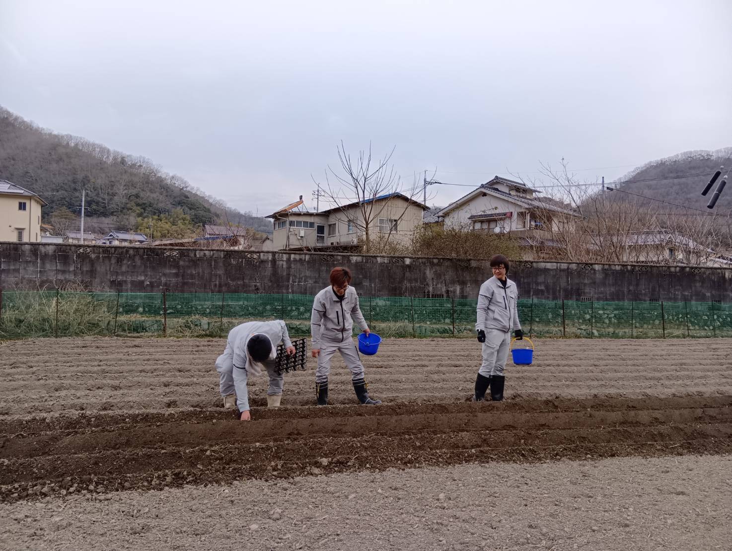 芳井でジャガイモを植えました!