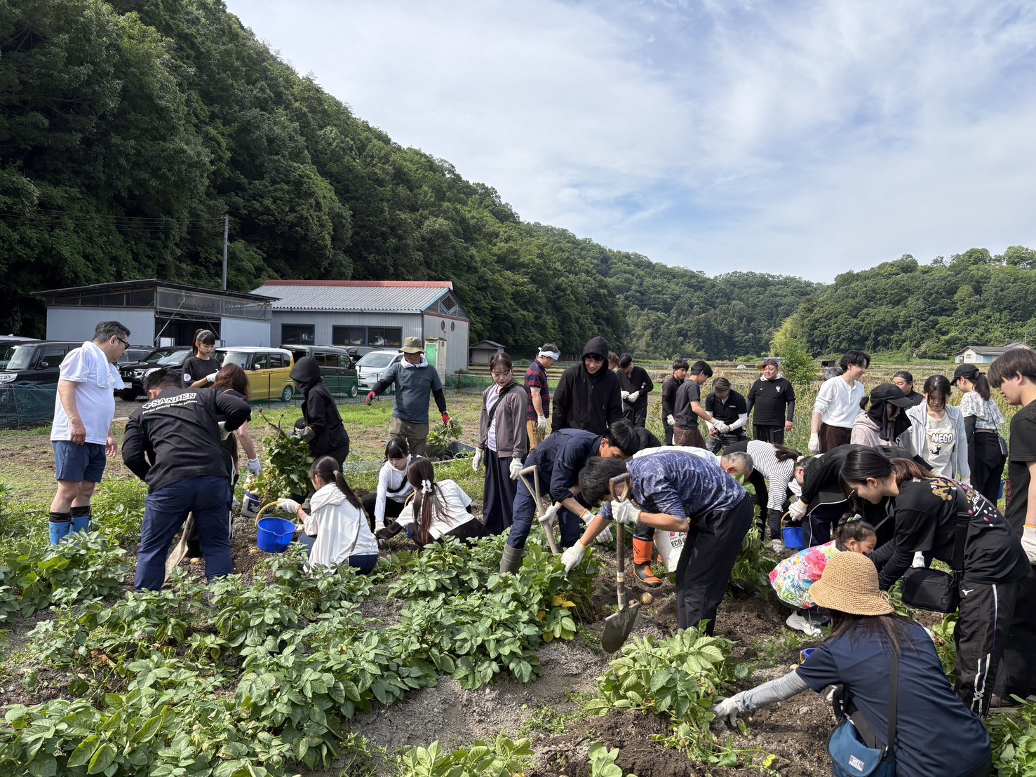 岡山大学の学生の皆さんとジャガイモ掘りを行いました！